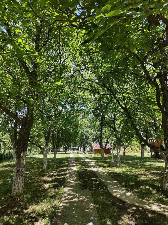 Brvnara Aurora Vista Villa Velika Remeta Dış mekan fotoğraf